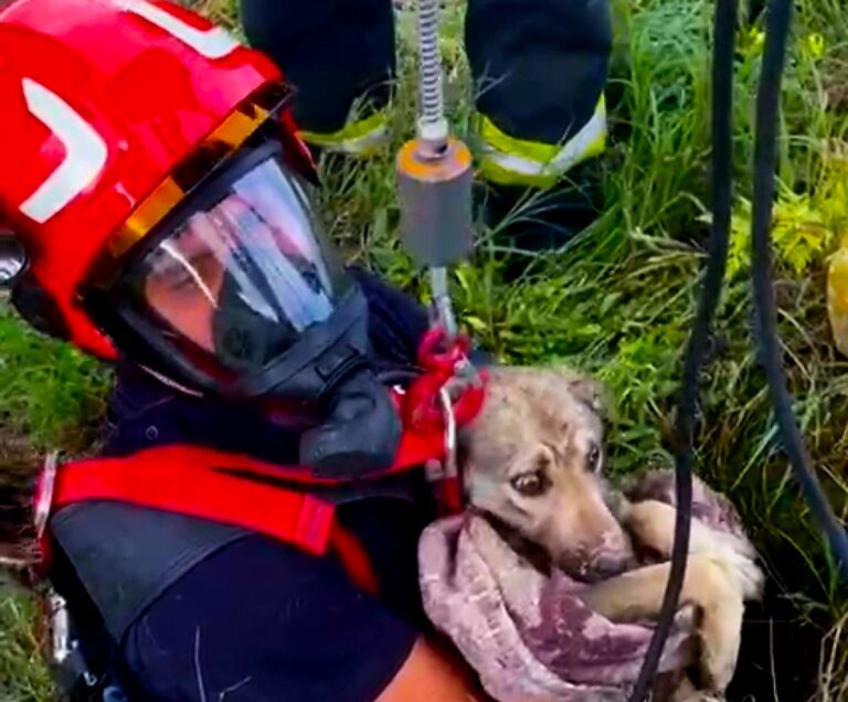 Intervenție cu suflet! Un cățel a fost salvat de pompieri după ce a căzut într-o fântână adâncă de 15 de metri