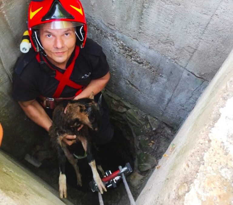 Misiune cu final fericit! Ied salvat de pompieri după ce a căzut într-o fântână de 6 metri