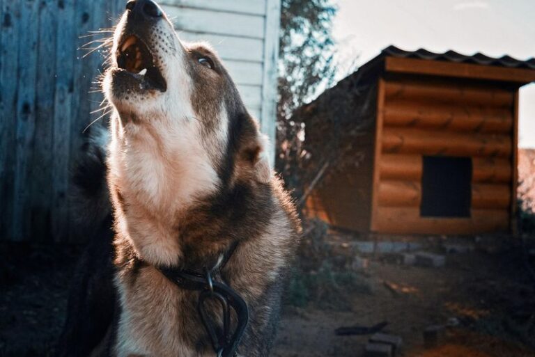 Băiețel de aproape 4 ani, sfâșiat de un câine la o stână! Atacul animalului a fost fatal micuțului