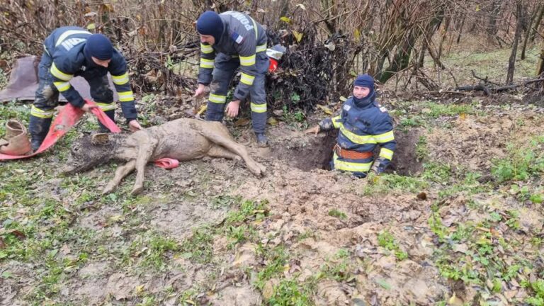 Orice viață contează! Vițel căzut într-o groapă, salvat de pompierii militari, după o intervenție dificilă