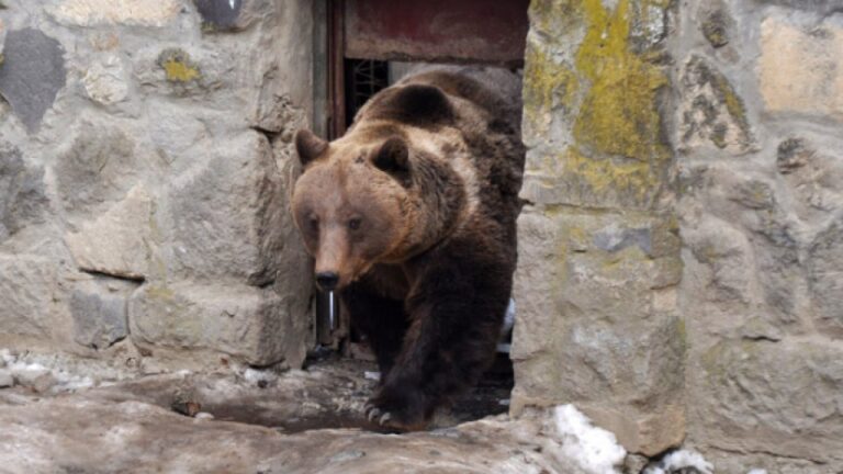 Urșii care intră în localități și reprezintă un pericol pentru viața oamenilor pot fi împușcați! Amenzi uriașe pentru cei care îi hrănesc