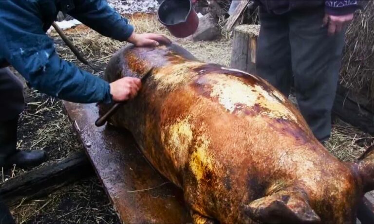 Și-a înjunghiat prietenul de pahar la tăierea porcului! Tentativă de omor sub aburii alcoolului, în pragul sărbătorilor de iarnă. Agresorul a ajuns după gratii