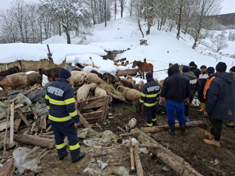 Peste 200 de animale salvate după o misiune contracronometru! Stână prăbușită sub greutatea zăpezii