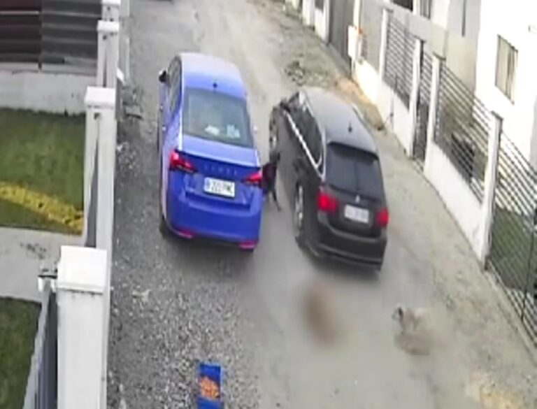 Gest de o cruzime rară în Ilfov! Un șofer a calcat intenționat un cățeluș cu mașina. Individul fără suflet ar fi angajat MApN