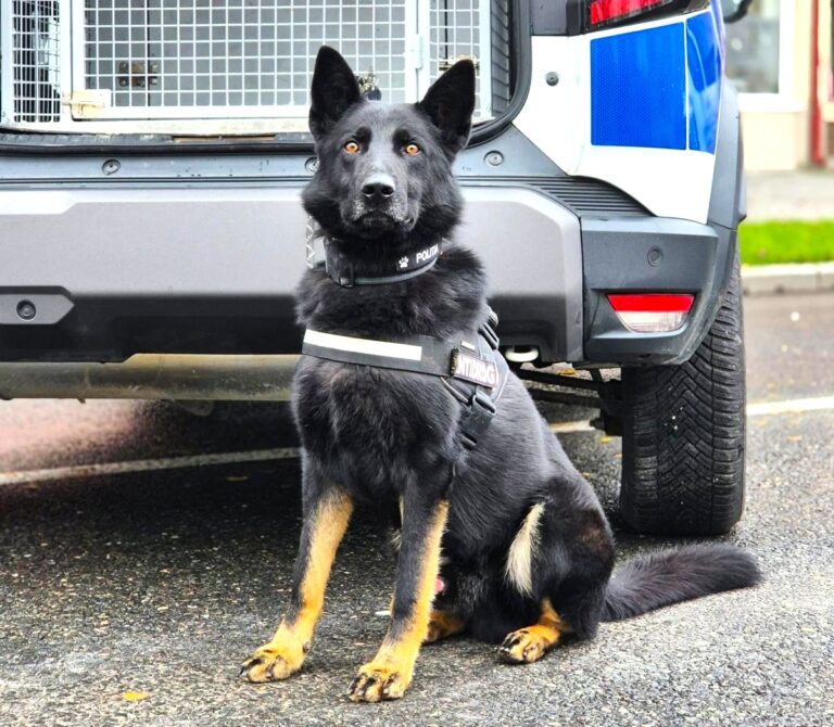 Câinele de serviciu Fad, din cadrul IPJ Dâmbovița, debut spectaculos în lupta împotriva drogurilor! Prima captură, o adevărată reușită