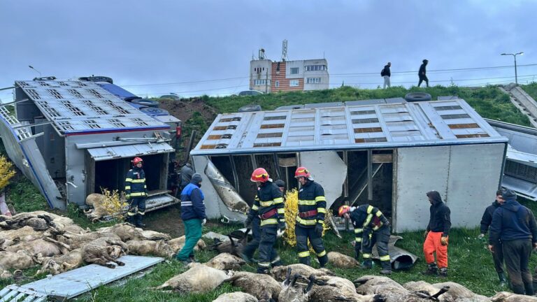 Dezastru pe șosea! Un TIR cu sute de oi s-a răsturnat în apropiere de Năvodari. Peste 150 de animale au murit