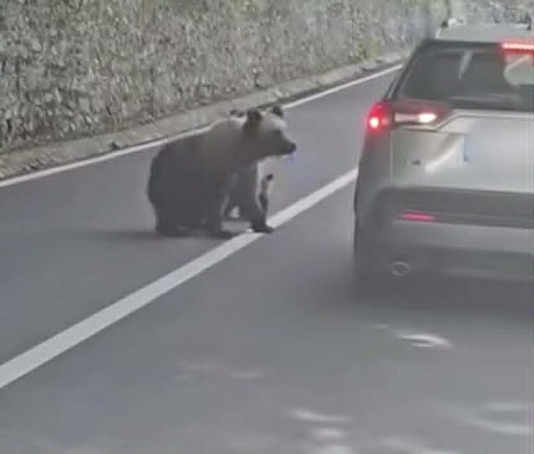A fost alertă în zona Barajului Vidraru! Turist bulgar, atacat de o ursoaică. Victima s-a refugiat la postul de jandarmi din apropiere