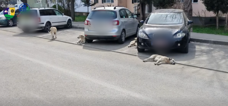 Primăria Moreni a trecut la fapte! A început recensământul animalelor cu stăpân, iar cei care ignoră legea riscă sancțiuni