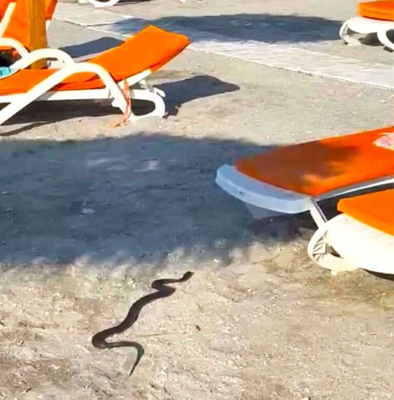 Șarpe printre șezlonguri! Intervenție de urgență pe plaja din stațiunea Venus după apelul disperat al turiștilor