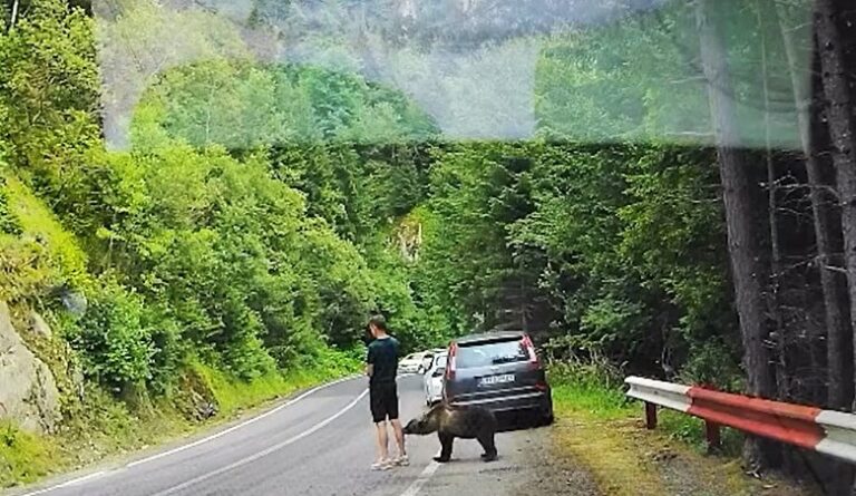 La o fracțiune de secundă de tragedie pe Transfăgărășan! Un turist, la un pas să fie atacat de un urs în timp ce stătea cu ochii în telefon