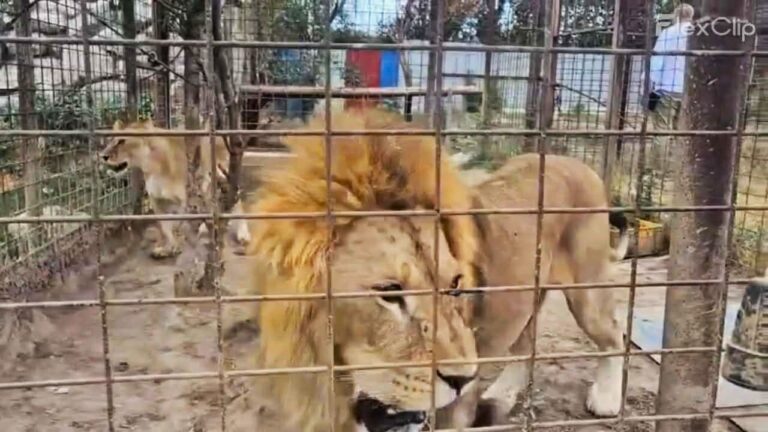 Descindere-șoc la grădina zoologică privată din Dâmbovița! Pui de tigru mort, descoperit într-o ladă frigorifică. Au fost aplicate amenzi în valoare totală de 220.000 de lei. „Am închis definitiv acest centru improvizat”