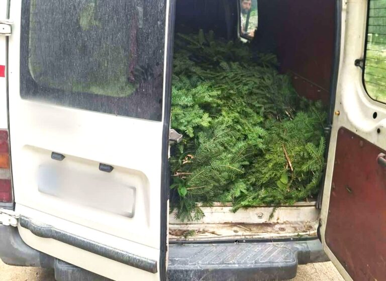 Dâmbovițean prins în timp ce transporta 400 de kilograme de cetină furată! Polițiștii au confiscat întreaga cantitate