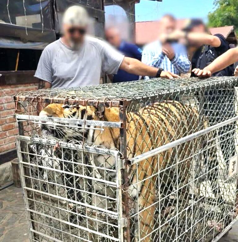 Urși, lei și un tigru, ridicați de autorități! Anchetă explozivă la o grădină zoologică privată din Dâmbovița. De aici procura Dani Mocanu animale pentru videoclipurile sale